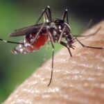 pahrump mosquito