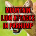 pahrump mountain lion