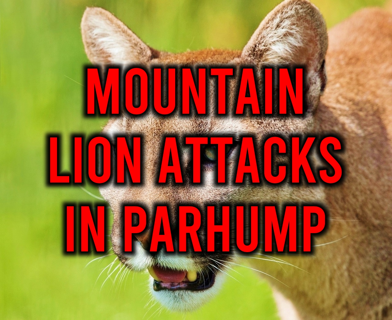 pahrump mountain lion