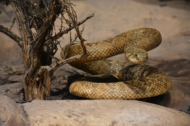 pahrump snake